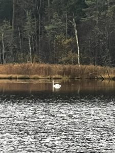 🌲Экологический субботник на озере Щучье