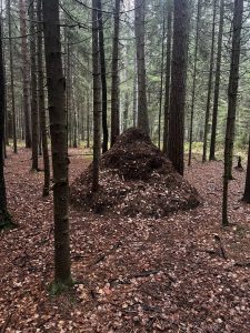 🌲Экологический субботник на озере Щучье